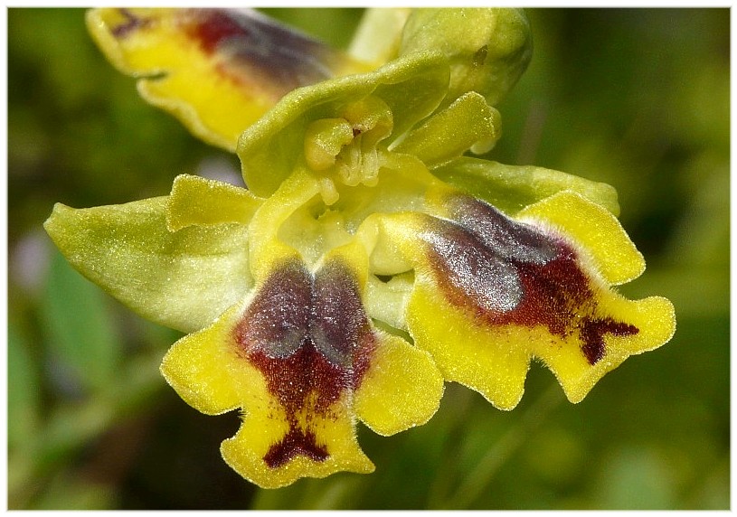 Lusus di Ophrys sicula